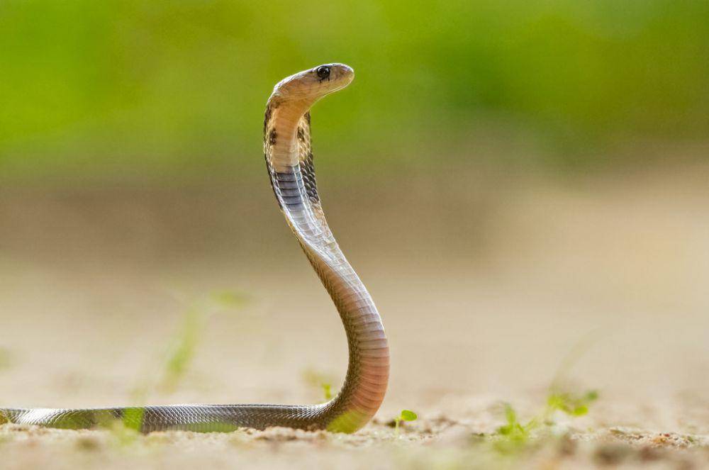 Ular kobra mampu mengembangkan leher (inaturalist.org/Daniel V Raju)