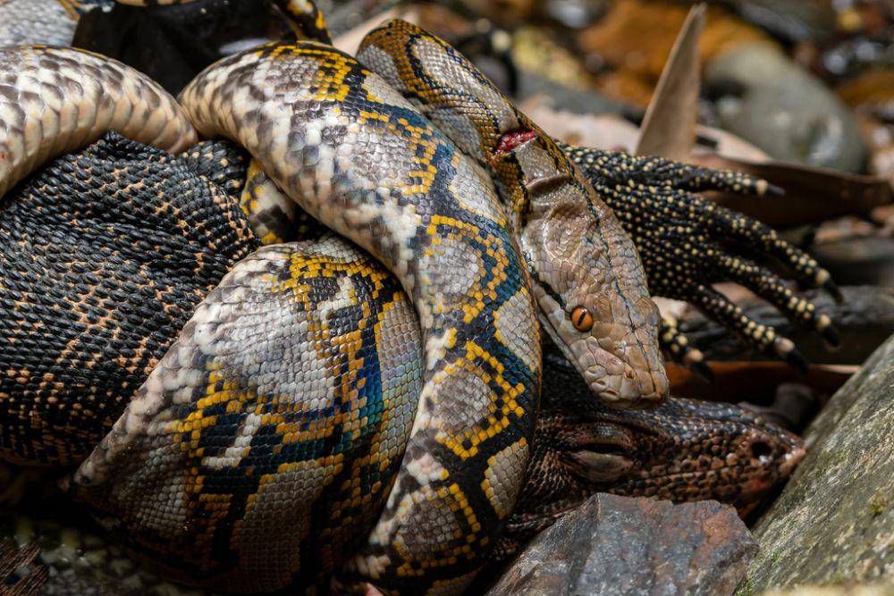 Sanca kembang punya lilitan yang sangat kuat (inaturalist.org/Andaman Kaosung)