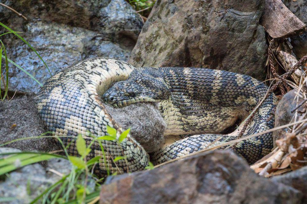 Ular sanca mampu membuka mulut dengan sangat lebar (inaturalist.org/Miranda Fittock)