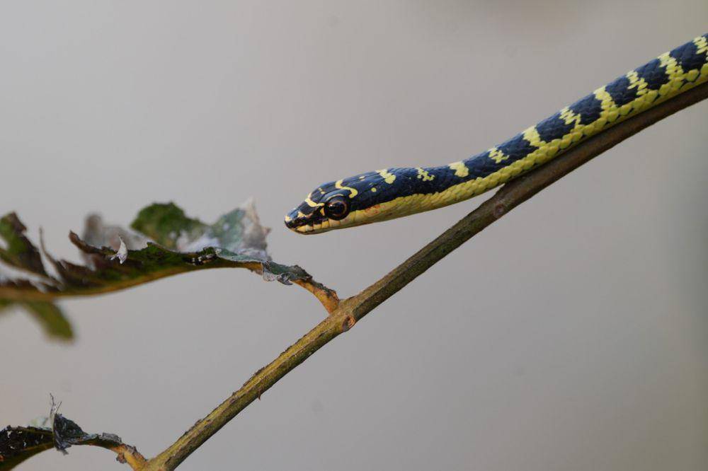 Ular terbang mampu meluncur dari atas pohon (inaturalist.org/momo shou)