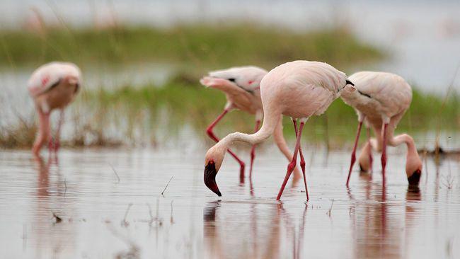 Flaminggo kecil di danau Natron. (https://www.beyourownbirder.com/lesser-flamingo-feeding)