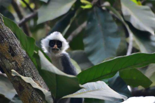 lutung banggat (iNaturalist/ mark spence)