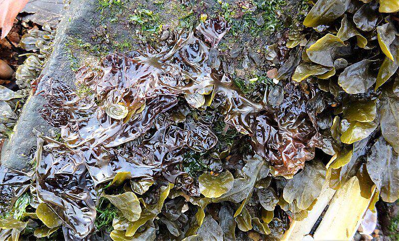 Ilustrasi rumput laut Porphyra yang menempel pada substrat (commons.m.wikimedia.org/Rosser1954)