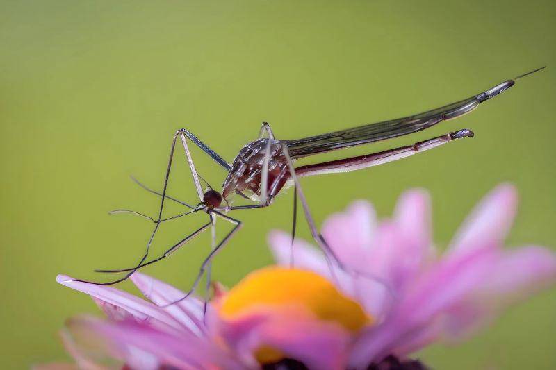 nyamuk berperan dalam penyerbukan (mosquitonix.com)
