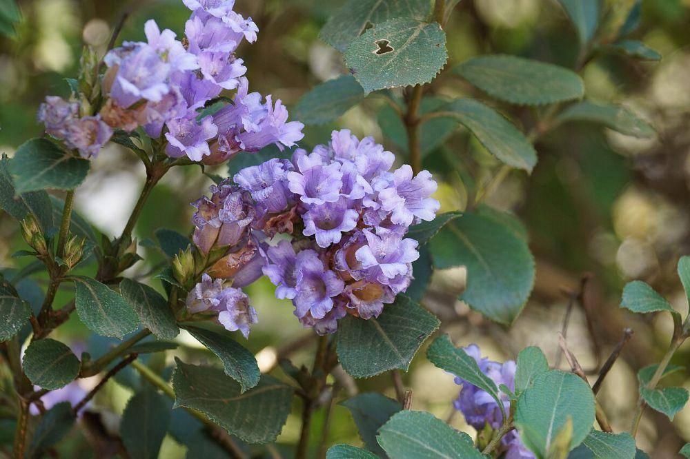 bunga neelakurinji (commons.wikimedia.org/KiranNiranjan)