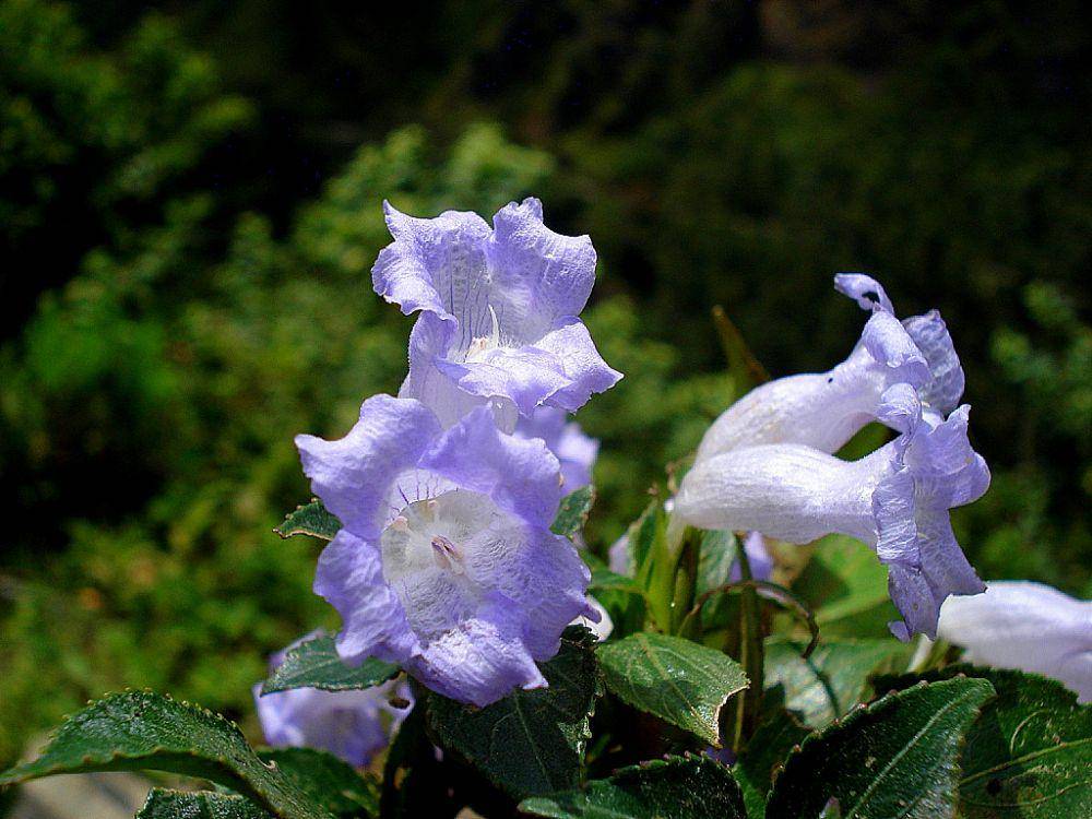 bunga neelakurinji (commons.wikimedia.org/Aruna Radhakrishnan)
