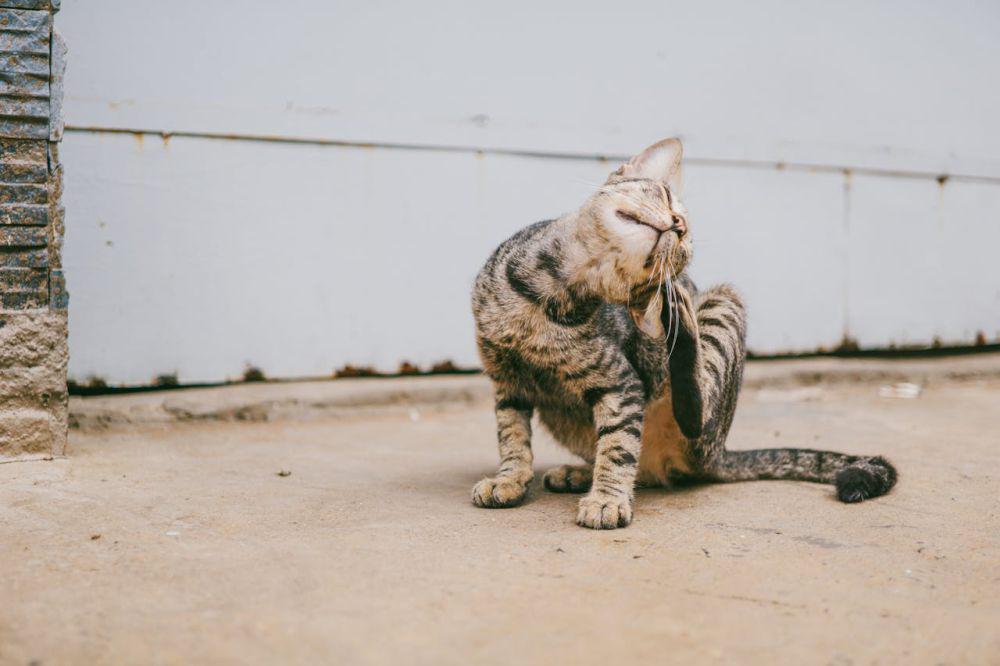ilustrasi seekor kucing yang sedang menggaruk telinganya (pexels.com/FOX1004)