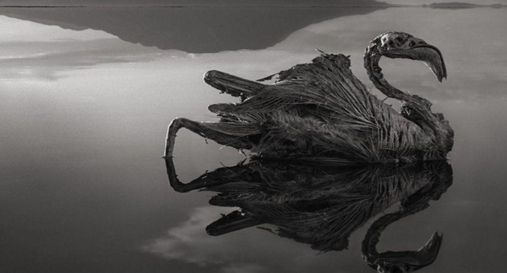 Makhluk hidup jadi mumi di danau Natron. (http://us.abrozzi.com)