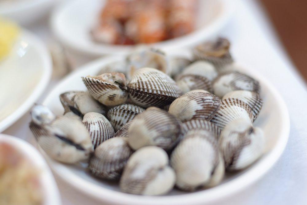 ilustrasi kerang (pixabay.com/soscs)