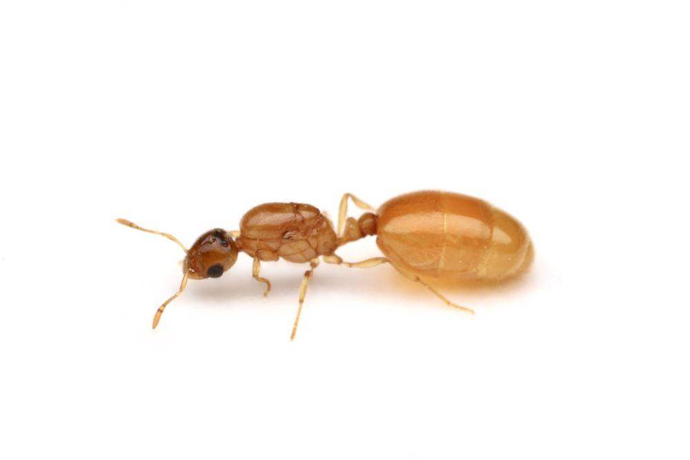 ilustrasi Solenopsis carolinensis (inaturalist.org/aaron567)