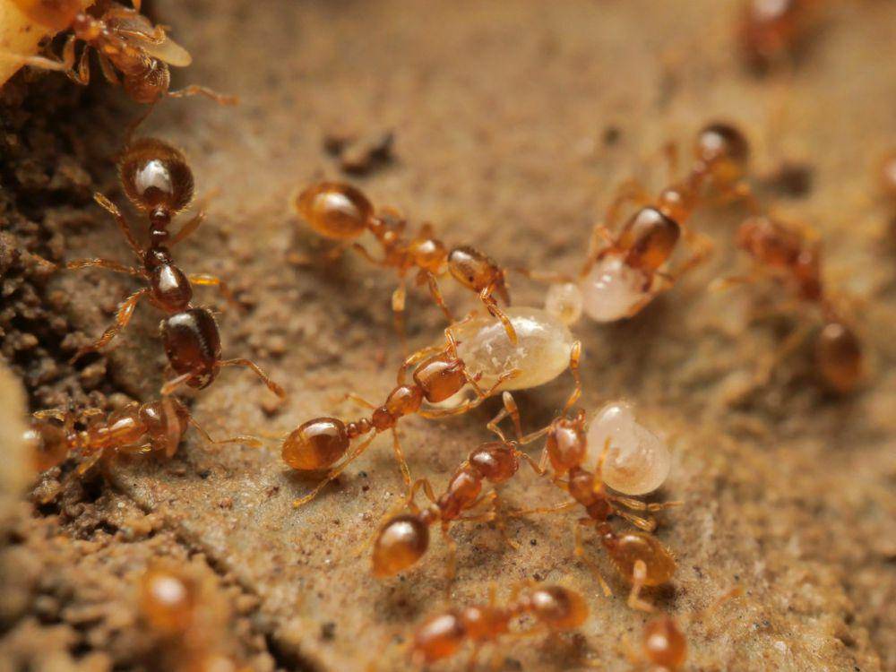 ilustrasi Solenopsis fugax (inaturalist.org/myrmecophil)