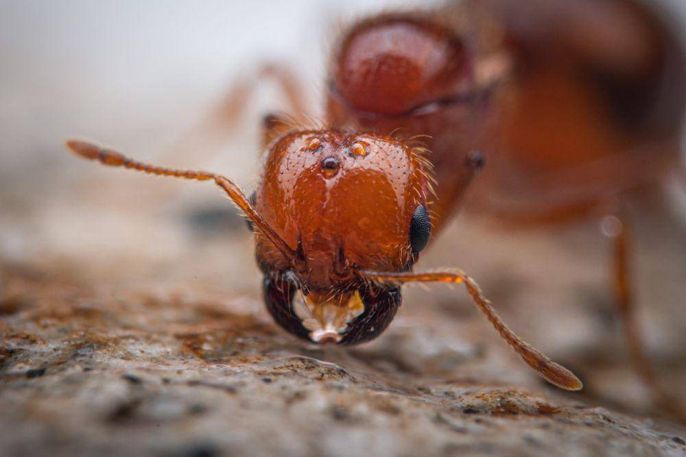 ilustrasi Solenopsis geminata (inaturalist.org/reynantemartinez)