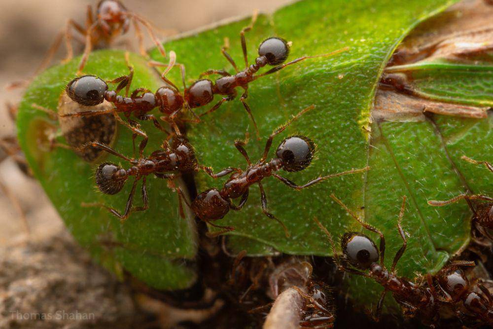 ilustrasi Solenopsis invicta (inaturalist.org/tshahan)