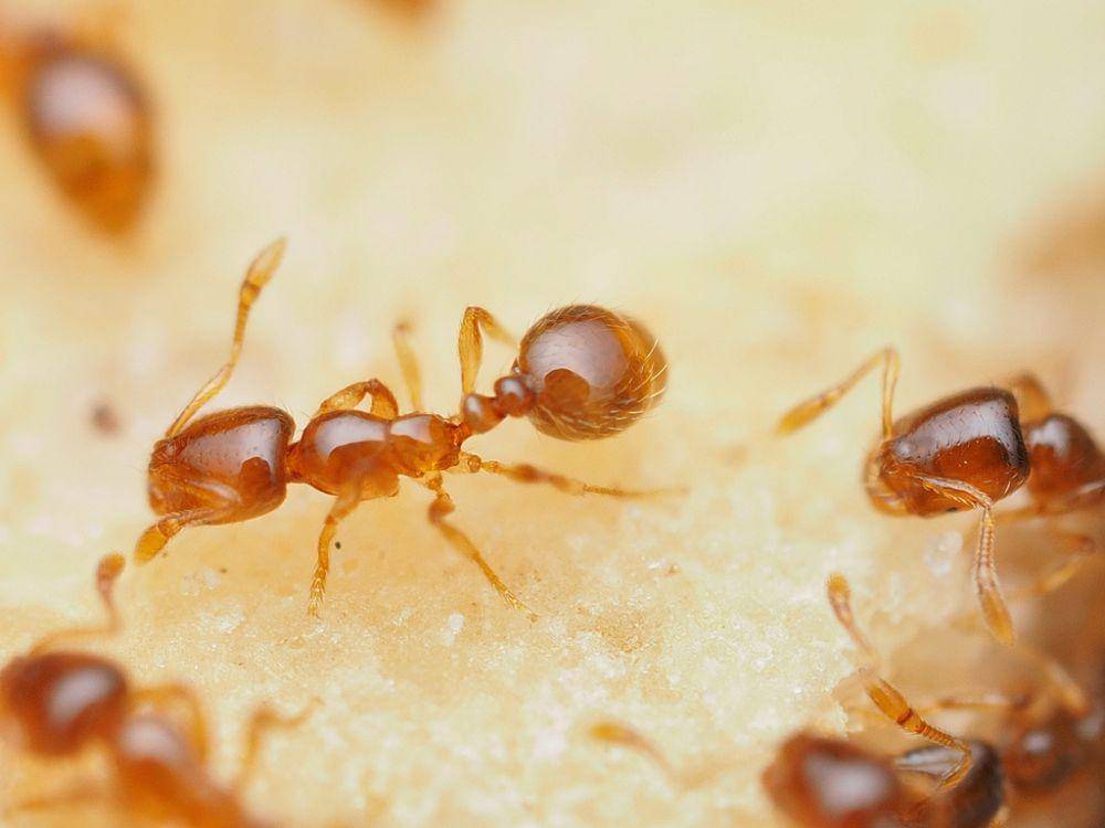ilustrasi Solenopsis molesta (inaturalist.org/jfmantis)