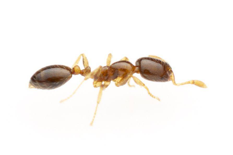 ilustrasi Solenopsis picta (inaturalist.org/arman_)