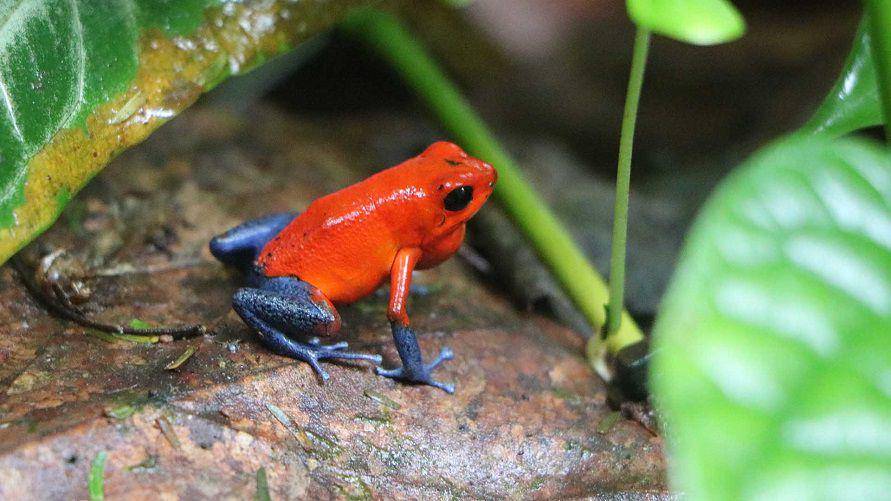 Katak stroberi beracun (dok. animalspot.net)
