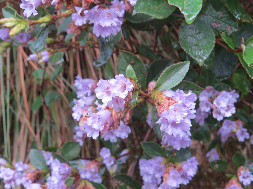 bunga neelakurinji (commons.wikimedia.org/Vinayaraj)