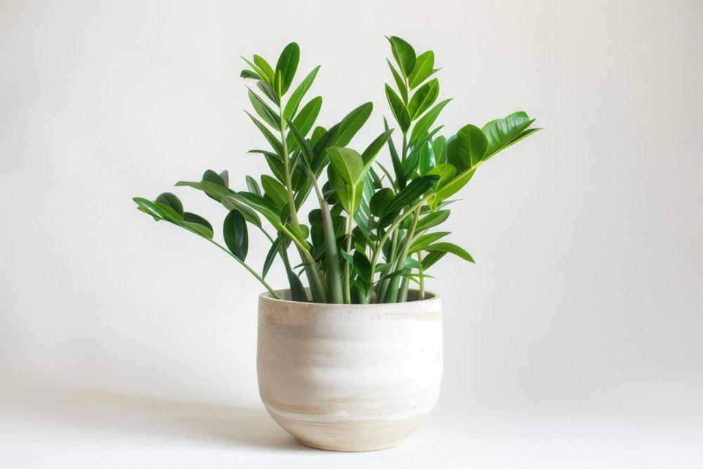 ilustrasi zz plant (vecteezy.com/wpw)