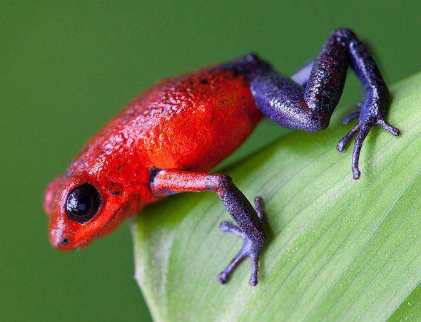 The strawberry poison dart frog (dok. amphibianfact.com)