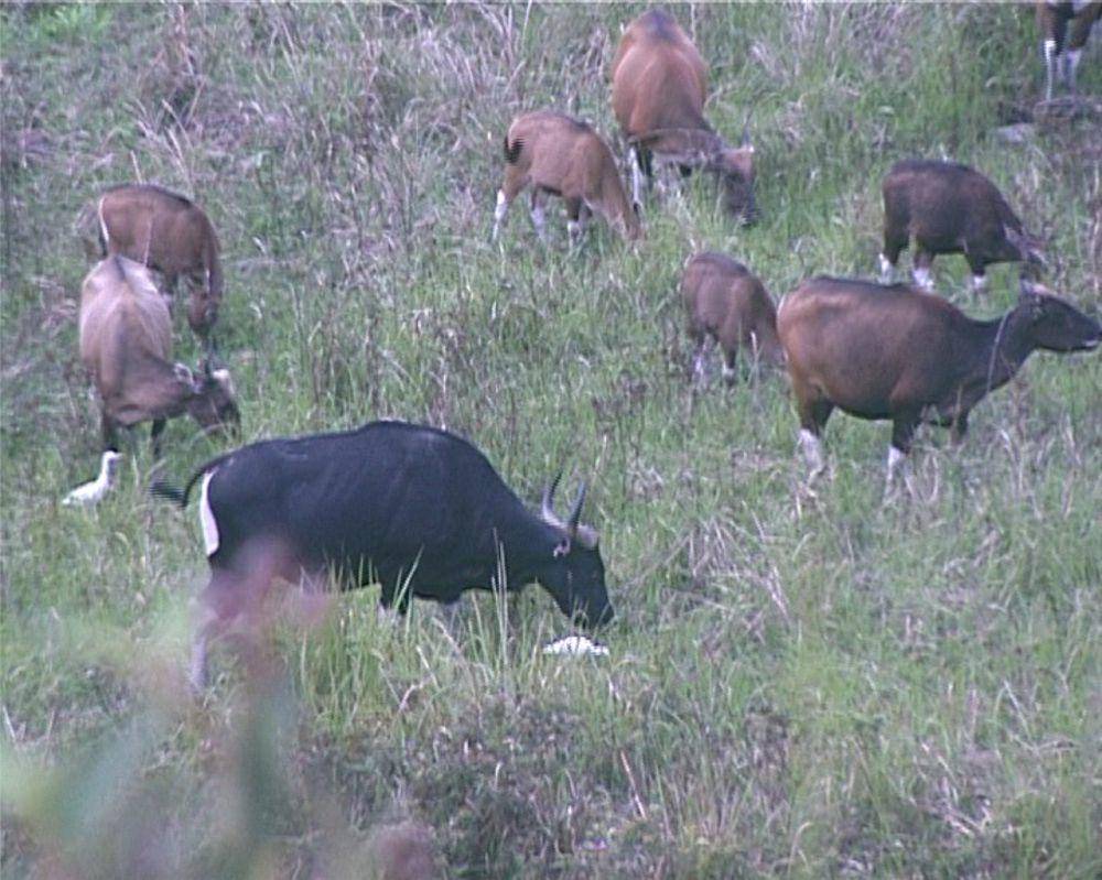 banteng kalimantan di TN Kayan Mentarang (dok. KSDAE)