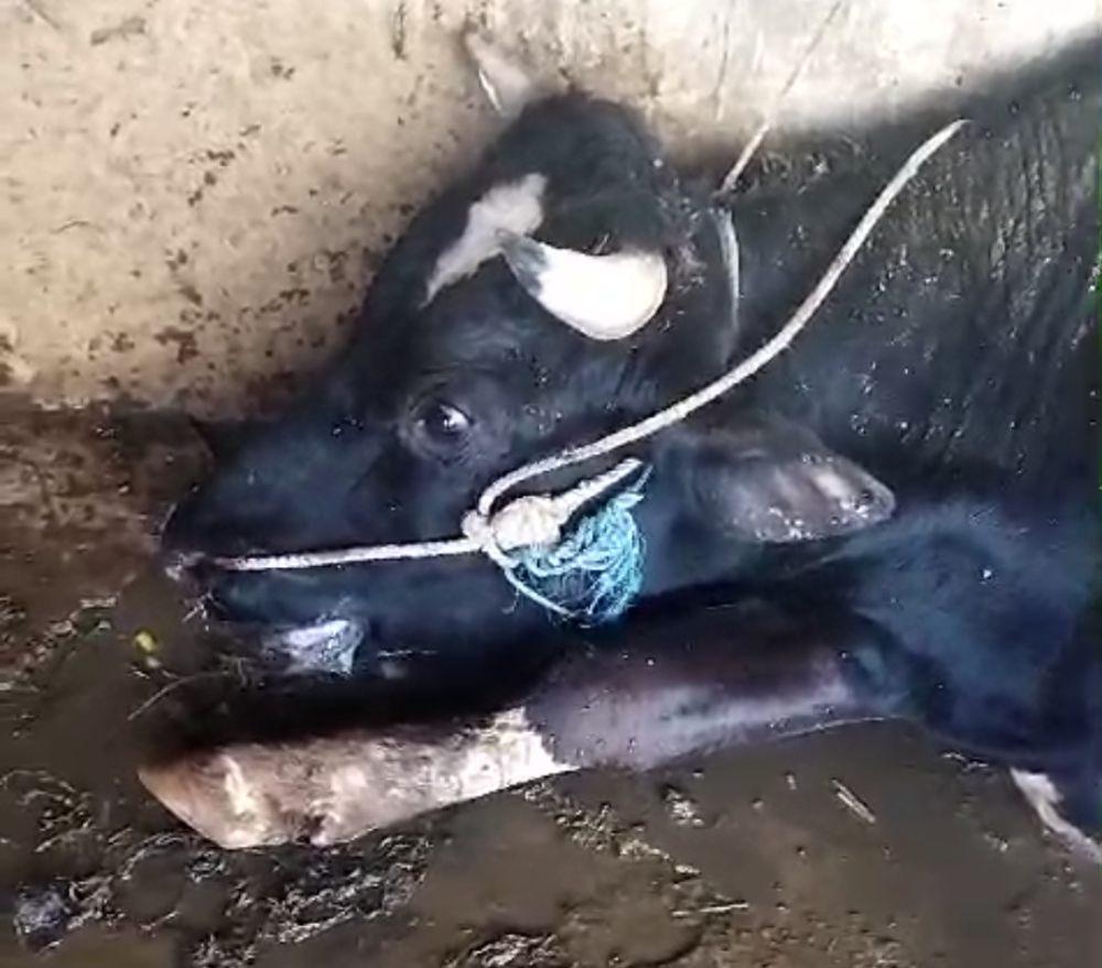 Puluhan Sapi di Batu Mati Mendadak, Ada Perubahan Warna Organ Dalam