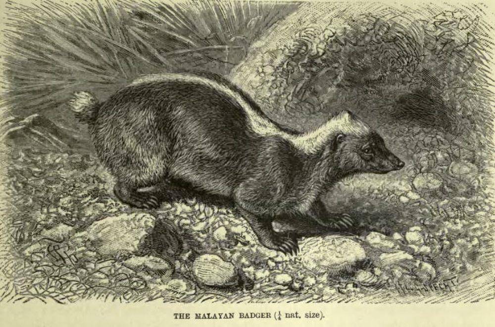 Ilustrasi teledu sigung (commons.m.wikimedia.org/R A Lydekker)