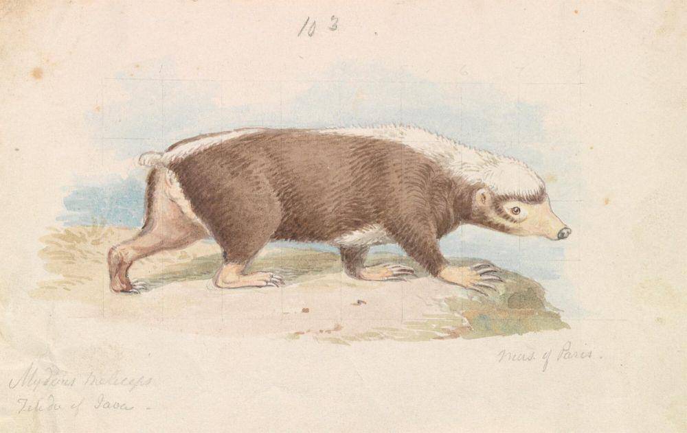 Ilustrasi teledu sigung (commons.m.wikimedia.org/Charles Hamilton Smith)