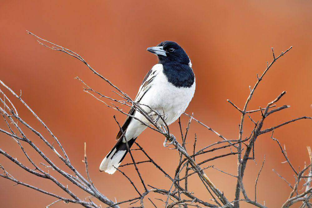Pied butcherbird (commons.m.wikimedia.org/JJ Harrison)