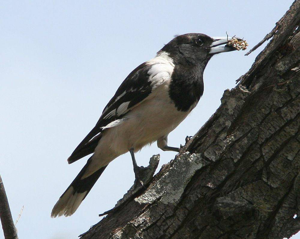 Pied butcherbird (commons.m.wikimedia.org/Glen Fergus)