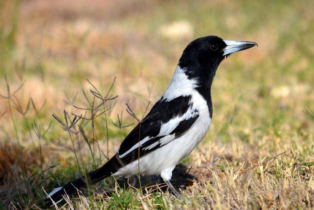Pied butcherbird (commons.m.wikimedia.org/Chris Fithall)