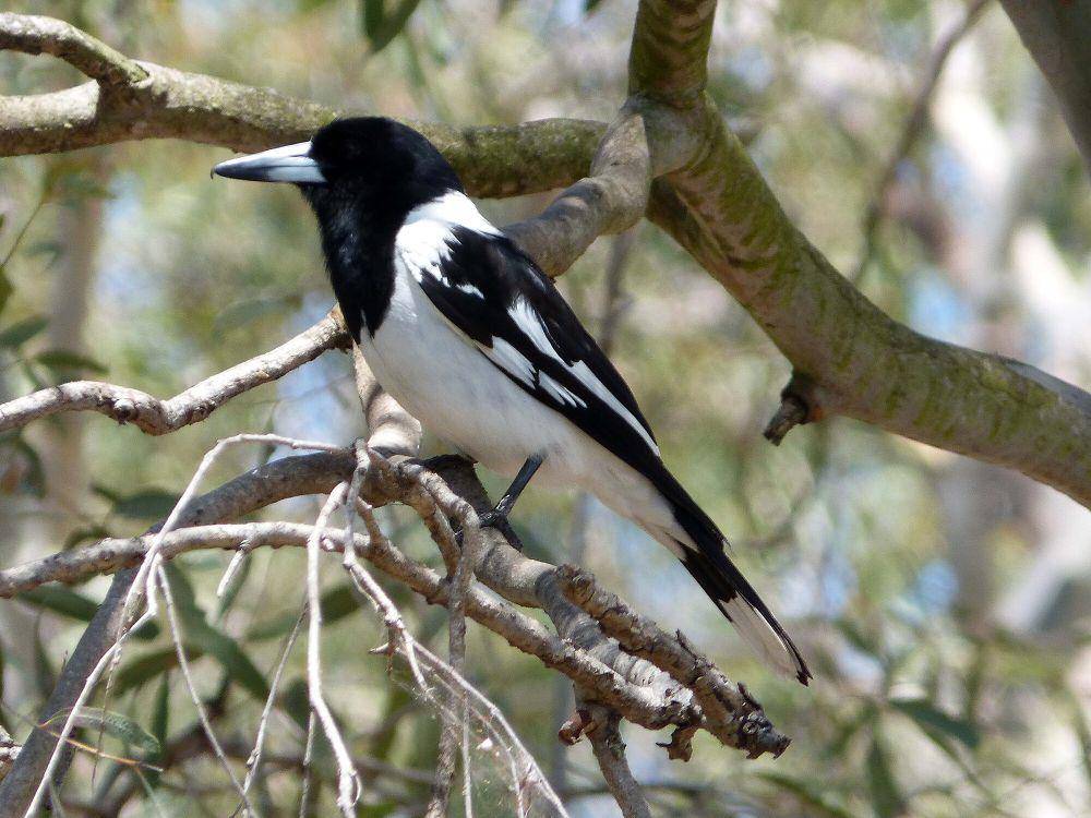 Pied butcherbird (commons.m.wikimedia.org/gailhampshire)