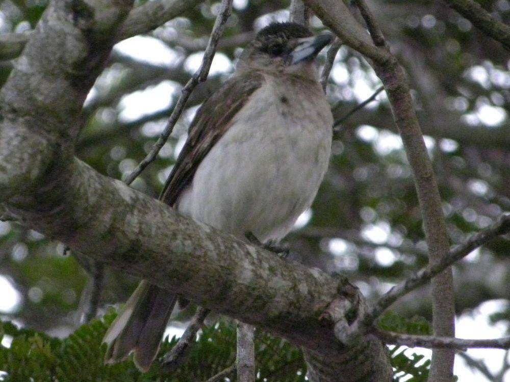 Pied butcherbird (commons.m.wikimedia.org/Vickie Nunn)