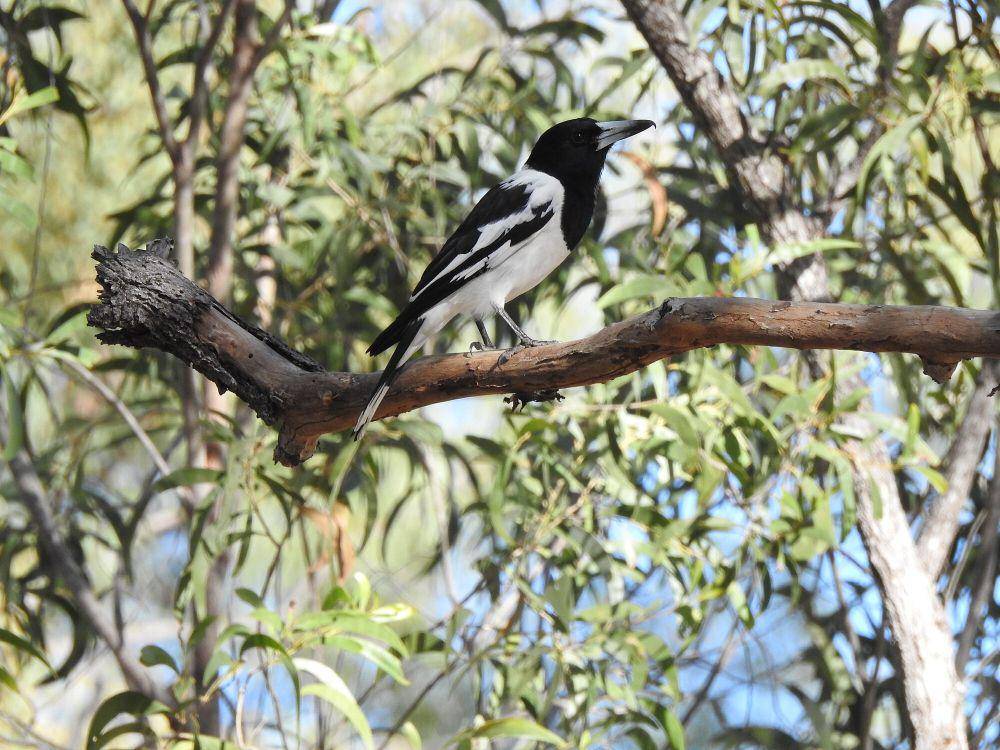 Pied butcherbird (commons.m.wikimedia.org/Michael Hurben)