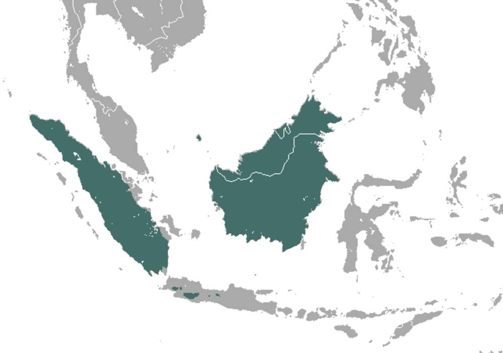 Wilayah penyebaran teledu sigung (commons.m.wikimedia.org/Chermundy)
