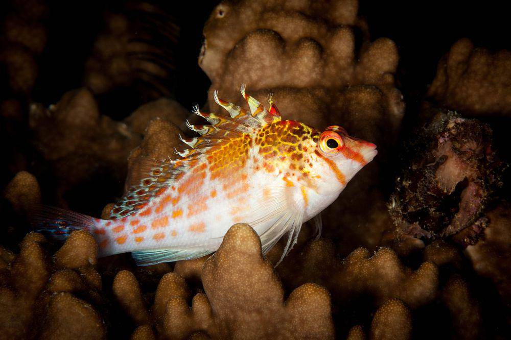 ilustrasi hawkfish (commons.wikimedia.org/q phia)