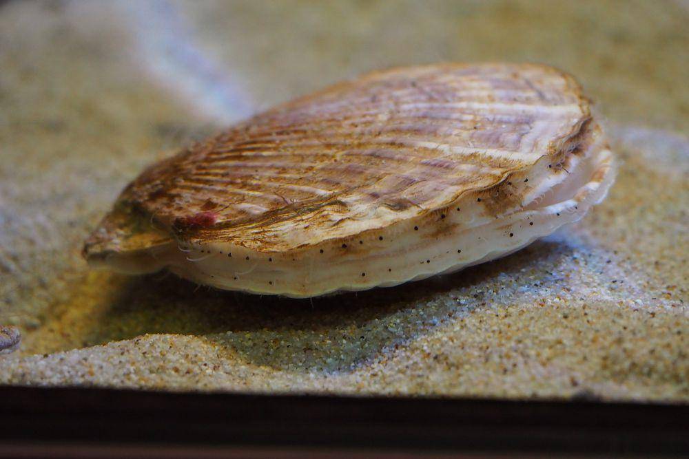 ilustrasi yesso scallop (commons.wikimedia.org/harum.koh)