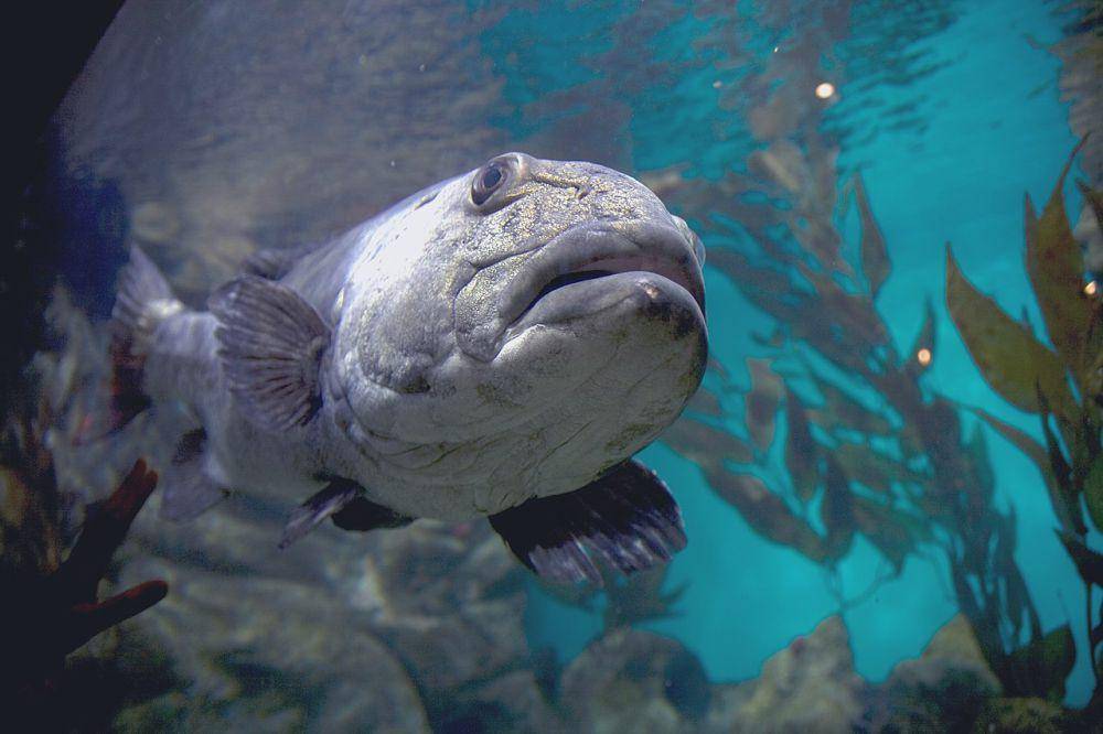 ilustrasi sea bass (commons.wikimedia.org/Caitlin Childs)