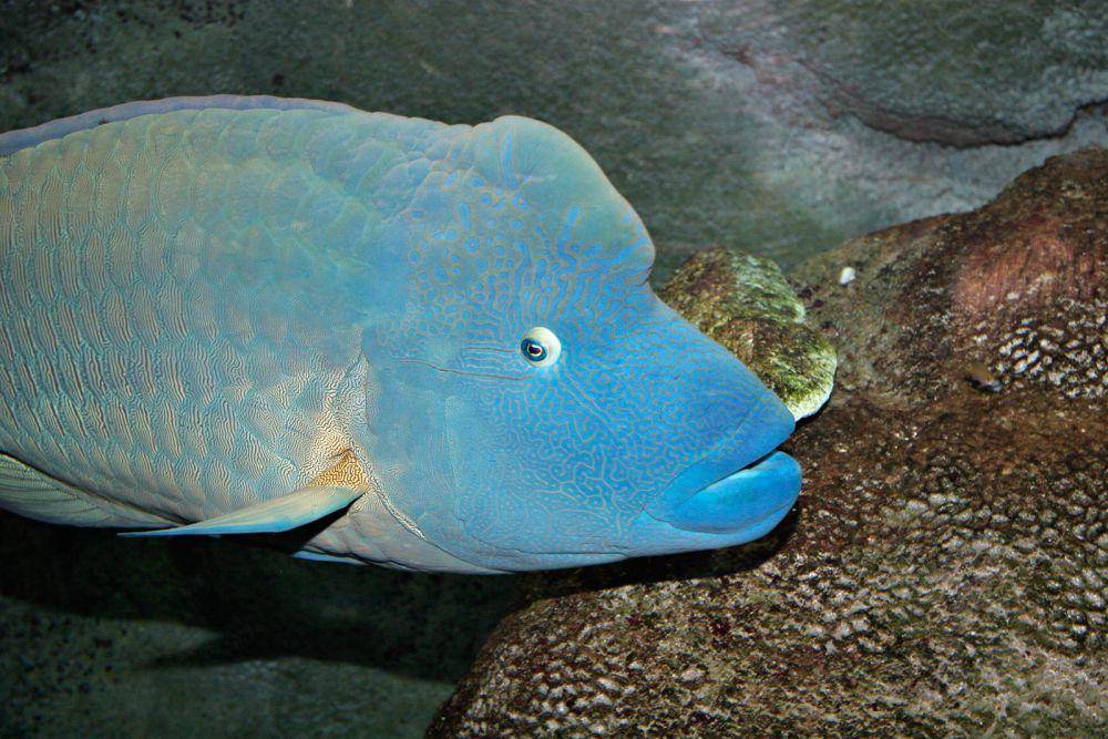 ilustrasi humphead wrasse (commons.wikimedia.org/Fir0002)