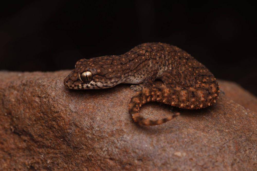 Cecak, salah satu reptil yang bisa melakukan autotomi (inaturalist.org/Chinmay C M)