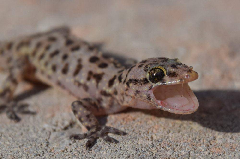 Cecak (inaturalist.org/Tommy Farquhar)