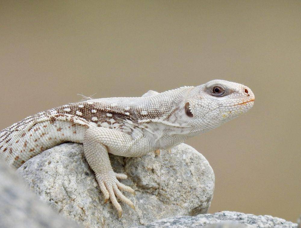 Iguana (inaturalist.org/Diana)