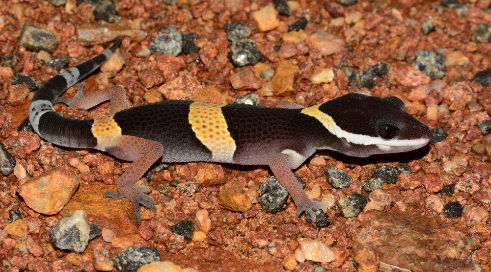 Tokek kalimantan (inaturalist.org/Anurag Mishra)