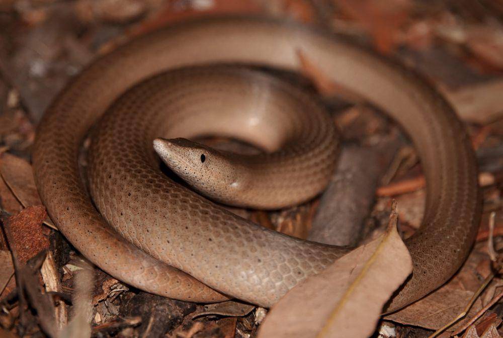 Kadal tanpa kaki (inaturalist.ala.org.au/Simon Gorta)