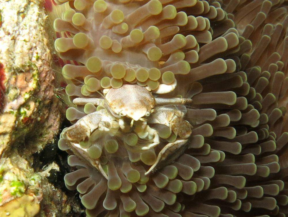 ilustrasi Neopetrolisthes spinatus (inaturalist.org/sylvain_le_bris)