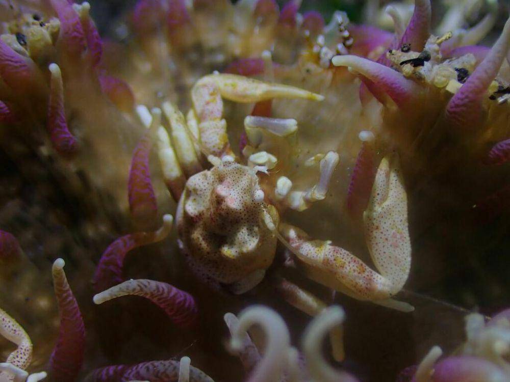 ilustrasi Neopetrolisthes spinatus (inaturalist.org/tantsusoo)