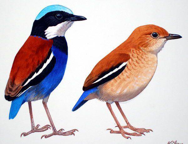 ilustrasi paok kepala-biru (commons.wikimedia.org/ Kókay Szabolcs)