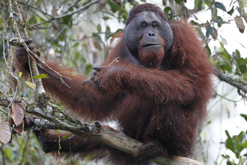 7 Hewan Endemik Taman Nasional Kutai, Orang Utan Pemakan Kulit Kayu