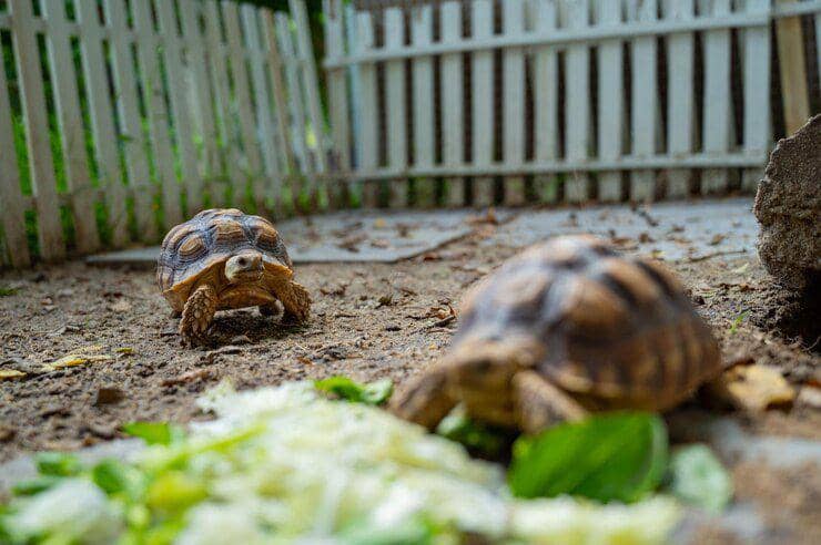 ilustrasi kandang kura-kura (freepik.com/ jiboom)