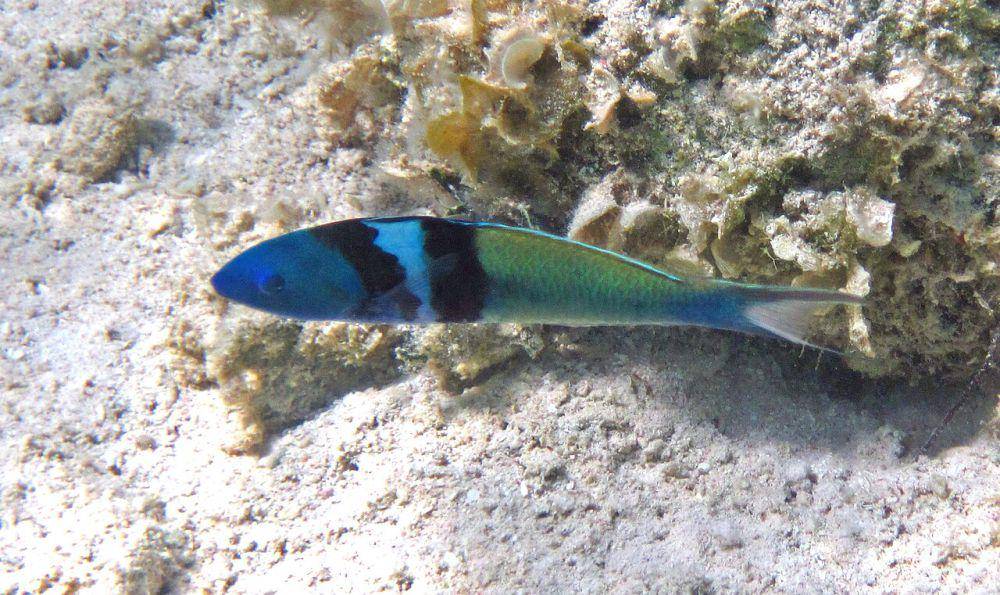 ilustrasi bluehead wrasse (commons.wikimedia.org/ James St. John)