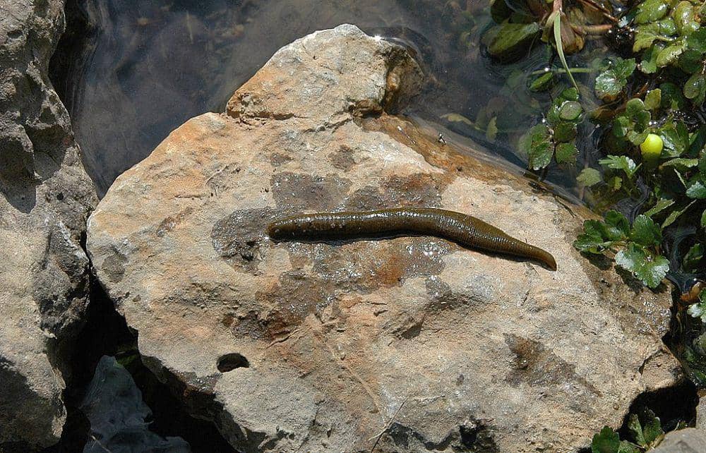 lintah hirudo medicinalis (commons.wikimedia.org/Asarasua)